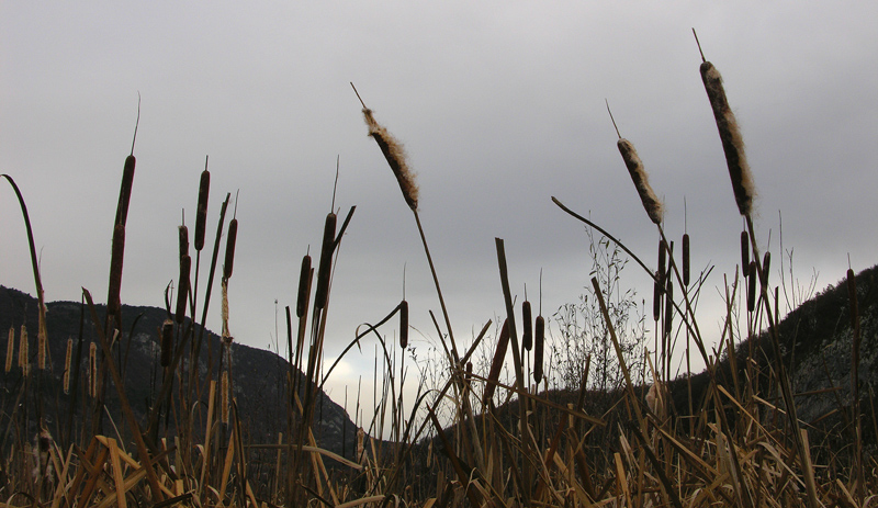 Typha latifolia / Lisca maggiore